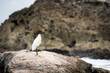 Little egret standing on a rock by the Caribbean Sea.