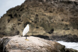 Fototapeta Tęcza - Little egret standing on a rock by the Caribbean Sea.