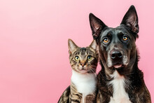 Dog And Cat Sitting Together On Pink Background And Looking At Camera. Pets Posing. Friendship Between Dog And Cat.