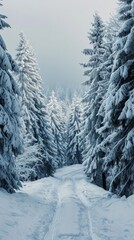 Canvas Print - a snowy path through a forest