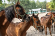 Młode konie arabskie ze stadniny w Janowie Podlaskim, Young Arabian horses from the stud farm in Janów Podlaski