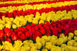 Beautiful yellow and red tulips