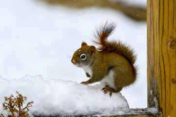 Wall Mural - A small Red Squirrel visited our bird feeding station this winter after snow fell last night.  Squirrel feeding on birdseed in our yard in Windsor in Upstate NY