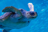 Sea turtle.