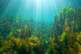 Fototapeta  - Sunlight underwater with seaweed and a school of fish (bogue) in the Atlantic ocean, natural scene, Spain, Galicia, Rias Baixas