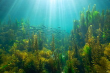 Sunlight Underwater With Seaweed And A School Of Fish (bogue) In The Atlantic Ocean, Natural Scene, Spain, Galicia, Rias Baixas