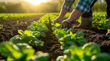 A farmer planting rows of vibrant green vegetables in a sunlit field, showcasing the beginning of the food production cycle. [Vegetable planting in the field]