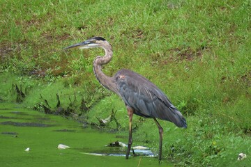 Wall Mural - Great gray heron (ardea cinerea) at the pond in Florida nature