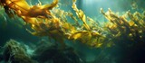 Fototapeta  - Coastal kelps grow in seaweed-algae.