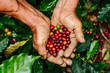 Die Kunst der Ernte: Frisch geerntete Kaffeebohnen werden behutsam in Händen gehalten, eine Hommage an die handwerkliche Kunst der Kaffeebauern