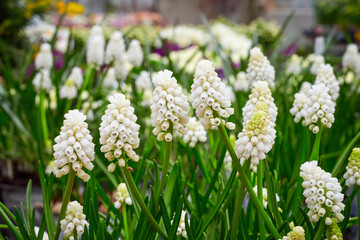 Wall Mural - Muscari aucheri White magic ( Grape Hyacinth ). Spring flowers