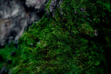 Fototapeta Natura - Closeup green moss, intricate textures. Dense, lush growth evokes freshness, organic beauty. Natural lighting enhances contrast between dark, light hues.