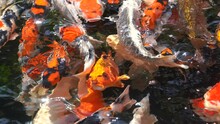 Goldfish And Koi In A Pond With Green Water. Koi Nishikigoi Are Colored Varieties Of The Amur Carp (Cyprinus Rubrofuscus) That Are Kept For Decorative Purposes In Outdoor Koi Ponds Or Water Gardens.