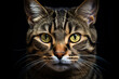 Brown tabby cat portrait with Intricate details