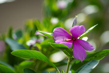 Close-up View Of Beautiful Rose Catharanthus, Pink Periwinkle, Madagascar Periwinkle Flower