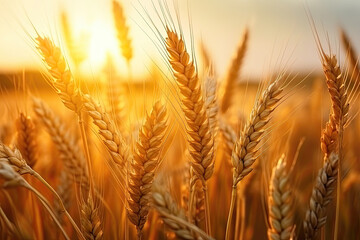 Golden wheat field with ripe ears of wheat at sunset.