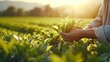 © Ilja - Close up of man s hands picking fresh tea leaves in a bright summer field with abundant sunlight