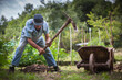 © Fotopogledi - Senior Farmer Harvesting Organic Potatoes by Hand in His Organic Garden