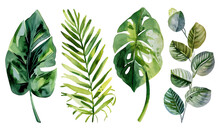 Exotic Watercolor Tropical Leaves And Plants Background