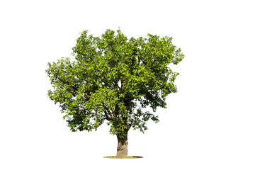 Cutout isolated tree for use as a raw material for editing work. isolated beautiful fresh green deciduous almond tree on white background with clipping path.