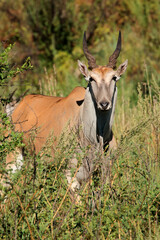 Canvas Print - A female eland antelope (Tragelaphus oryx) in natural habitat, South Africa.