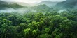 view of a lush rainforest canopy from above, with diverse plant life and a sense of untouched natural beauty