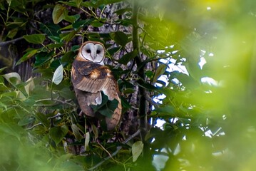 Barn owl perched in tree