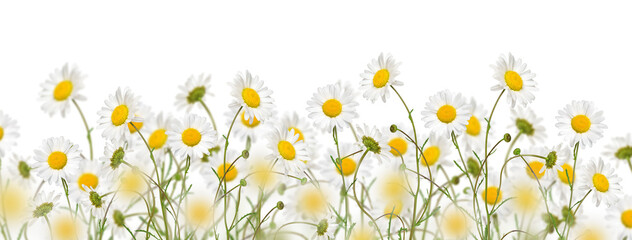 oxeye daisy flowers meadow web banner isolated cutout on transparent