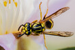 Small wasp on a flower pedal