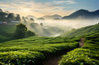 Landscape with tea plantation and footpath with mountain and fog background.