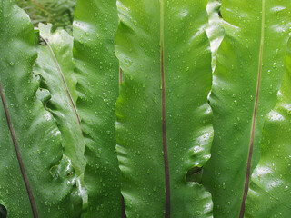 Bird's Nest Fern leaves with raindrops