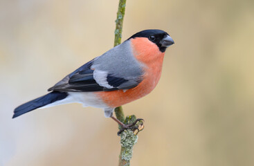 Poster - Eurasian bullfinch male ( Pyrrhula pyrrhula )