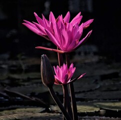 Wall Mural - Beautiful blooming flower in garden 