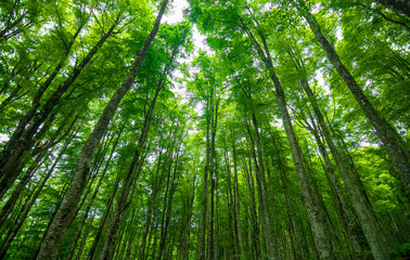 Wall Mural - the wonderful colors of the forest in the first months of Spring