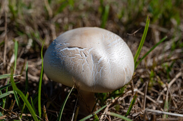 Wall Mural - Wild white champignons mushrooms growing in grass in forest