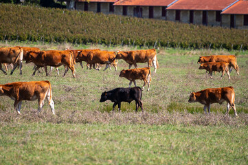 Herd of cows resting on green grass pasture, milk, cheese and meat production in Bordeaux, Haut-Medoc, France