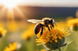 A bee in spring close-up collects nectar from flowers at sunset