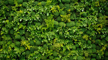 green ivy on wall