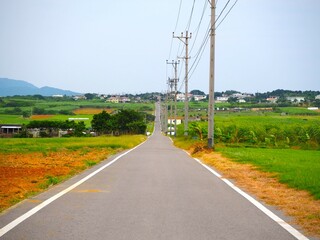 Canvas Print - Sugar Road, across an idyllic landscape of cattle pastures and sugarcane fields