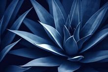  Abstract Summer Background With Blue Agave Cactus Closeup