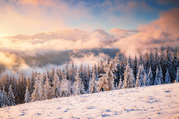 Poster - Perfect evening winter landscape with spruce trees covered in snow.