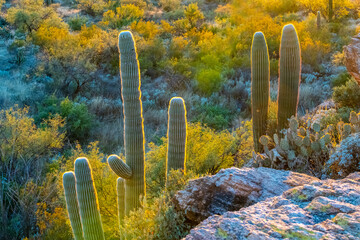 Wall Mural - A long slender Saguaro Cactus in Tucson, Arizona