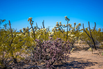 Wall Mural - A Teddy Bear Cholla in Tucson, Arizona