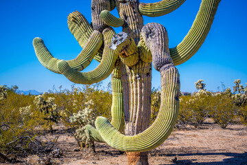 Wall Mural - A long slender Saguaro Cactus in Tucson, Arizona