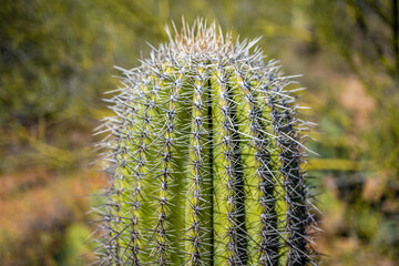 Wall Mural - A long slender Saguaro Cactus in Tucson, Arizona