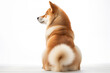 back of a shiba inu looking to the side 