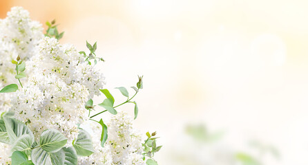 Aufkleber - Branch of Lilac on sunny beautiful nature spring background. Summer scene with twig of Common Lilac (Syringa vulgaris) and flowers of white color