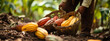 Harvest cocoa beans in the tropics. Selective focus.