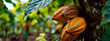 Harvest cocoa beans in the tropics. Selective focus.
