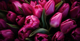 Fototapeta Tulipany - beautiful background of burgundy tulip flowers on dark background, floral spring natural background
